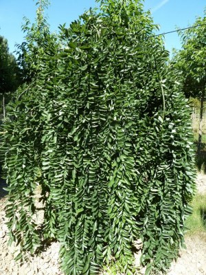 SOPHORA japonica 'Pendula'