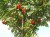 SORBUS aucuparia 'Wettra'
