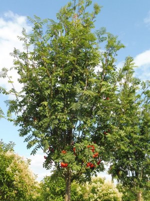 SORBUS aucuparia 'Wettra'