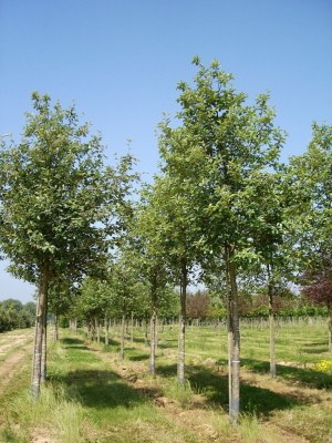 SORBUS intermedia