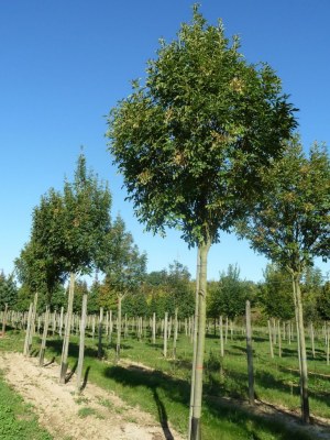 FRAXINUS ornus 'Obelisk'