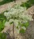 FRAXINUS ornus 'Obelisk'