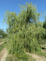 Salix alba 'Tristis' = sepulcralis 'Chrysocom