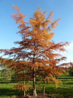 TAXODIUM distichum