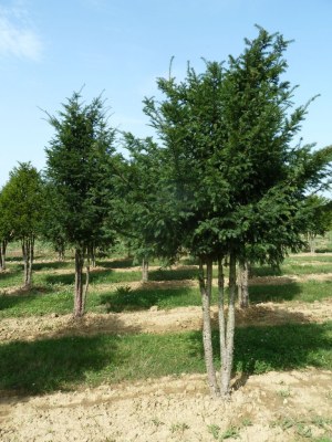 TAXUS baccata - multi troncs