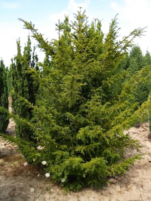 TAXUS baccata
