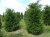 TAXUS baccata