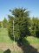 TAXUS baccata