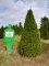 TAXUS baccata