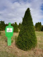 TAXUS baccata - Cône