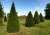 TAXUS baccata