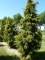 TAXUS baccata 'Dovastonii Aurea'