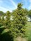 TAXUS baccata 'Dovastonii Aurea'