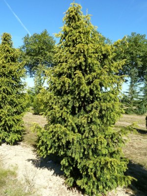 TAXUS baccata 'Dovastonii Aurea'