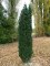 TAXUS baccata 'Fastigiata'