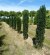 TAXUS baccata 'Fastigiata'