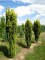 TAXUS baccata 'Fastigiata Aurea'