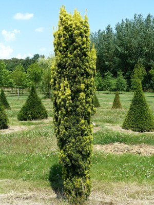 TAXUS baccata 'Fastigiata Aurea'