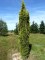 TAXUS baccata 'Fastigiata Aurea'
