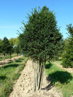 TAXUS baccata - multi troncs