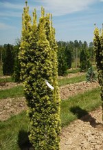 TAXUS baccata 'Fastigiata Aurea'