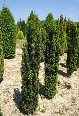 TAXUS baccata 'Fastigiata'