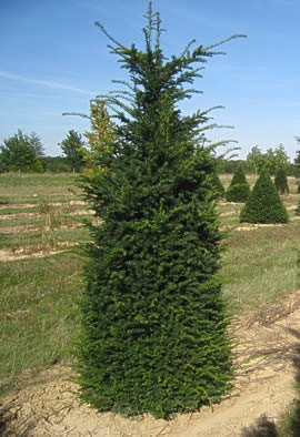 TAXUS baccata