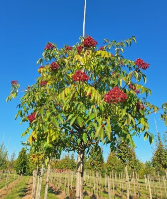 TETRADIUM daniellii