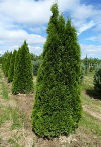 Thuya du Canada 'Emeraude'