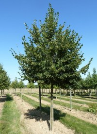 Tilleul des bois 'Greenspire'