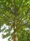 TILIA cordata 'Greenspire'