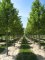 TILIA cordata 'Greenspire'