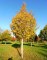 TILIA cordata 'Greenspire'
