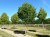 TILIA cordata 'Greenspire'