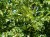 TILIA cordata 'Greenspire'