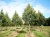TILIA cordata 'Roelvo'