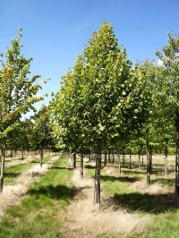 Tilleul des bois 'Roelvo'