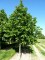 TILIA x europaea 'Euchlora'