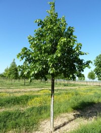 TILIA x europaea 'Euchlora'