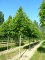 TILIA x europaea 'Euchlora'