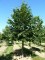 TILIA x europaea 'Euchlora'