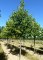TILIA x europaea 'Euchlora'