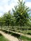 TILIA x europaea 'Euchlora'