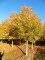 TILIA x europaea 'Euchlora'