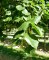 TILIA x europaea 'Euchlora'