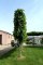 TILIA x europaea 'Euchlora' palissé tige 5 ét