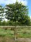 TILIA x europaea 'Euchlora' palissé tige 5 ét