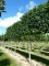 TILIA x europaea 'Euchlora' palissé tige 5 ét