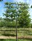 TILIA x europaea 'Euchlora' palissé tige 5 ét