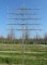TILIA x europaea 'Euchlora' palissé tige 5 ét